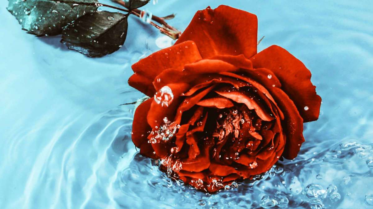 Eine Rose im Wasser.